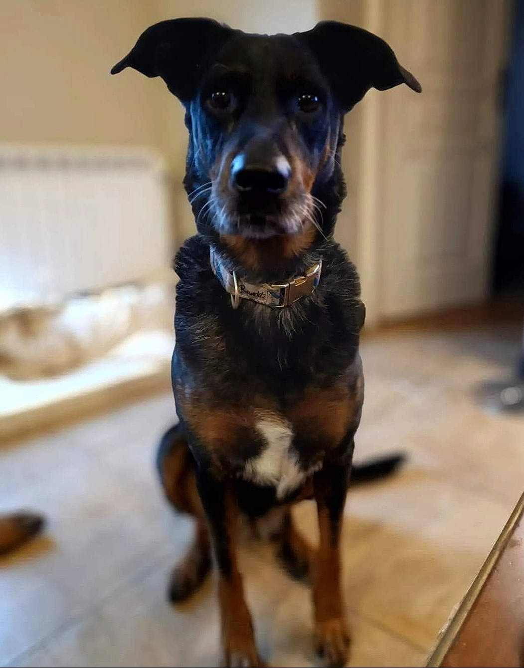 Laska a rejoint le concours — aidez-le/la à gagner de superbes lots ! borador, canidae, carnivore, collar, companion_dog, dog, dog_breed, dog_collar, electric_blue, fawn, flooring, fur, liver, pet_supply, snout, sporting_group, terrestrial_animal, whiskers, working_animal, working_dog