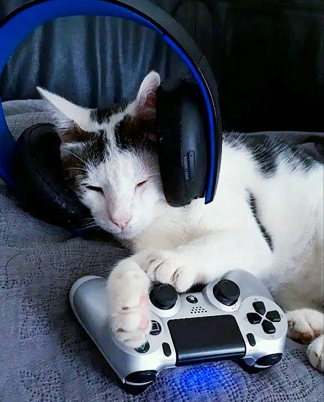 Pouty participe au concours pour gagner de l'argent avec cette photo : carnivore, cat, ear, electronic_device, felidae, gadget, games, kitten, paw, play, small_to_medium_sized_cats, snout, technology, whiskers