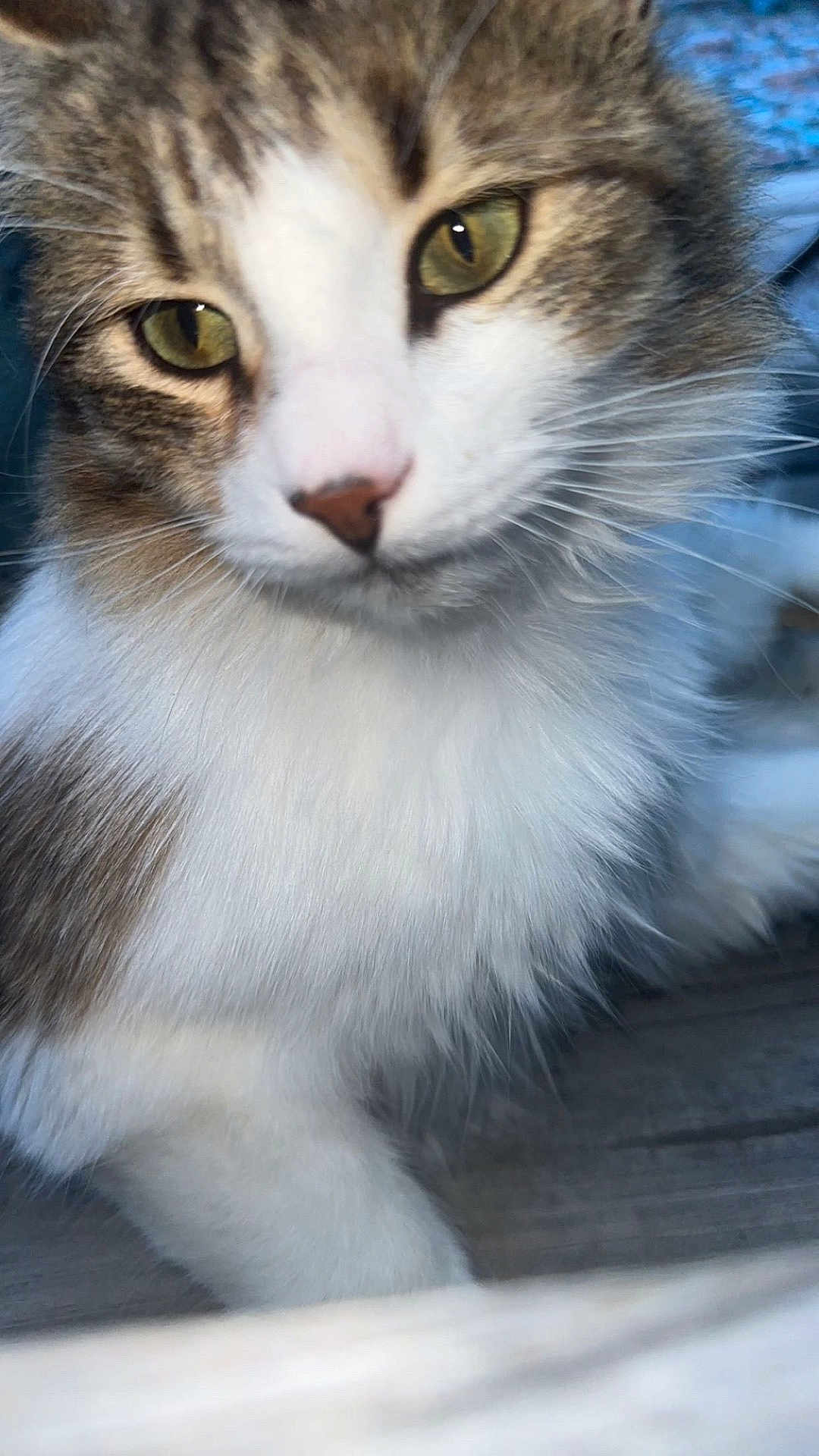 Fluffy