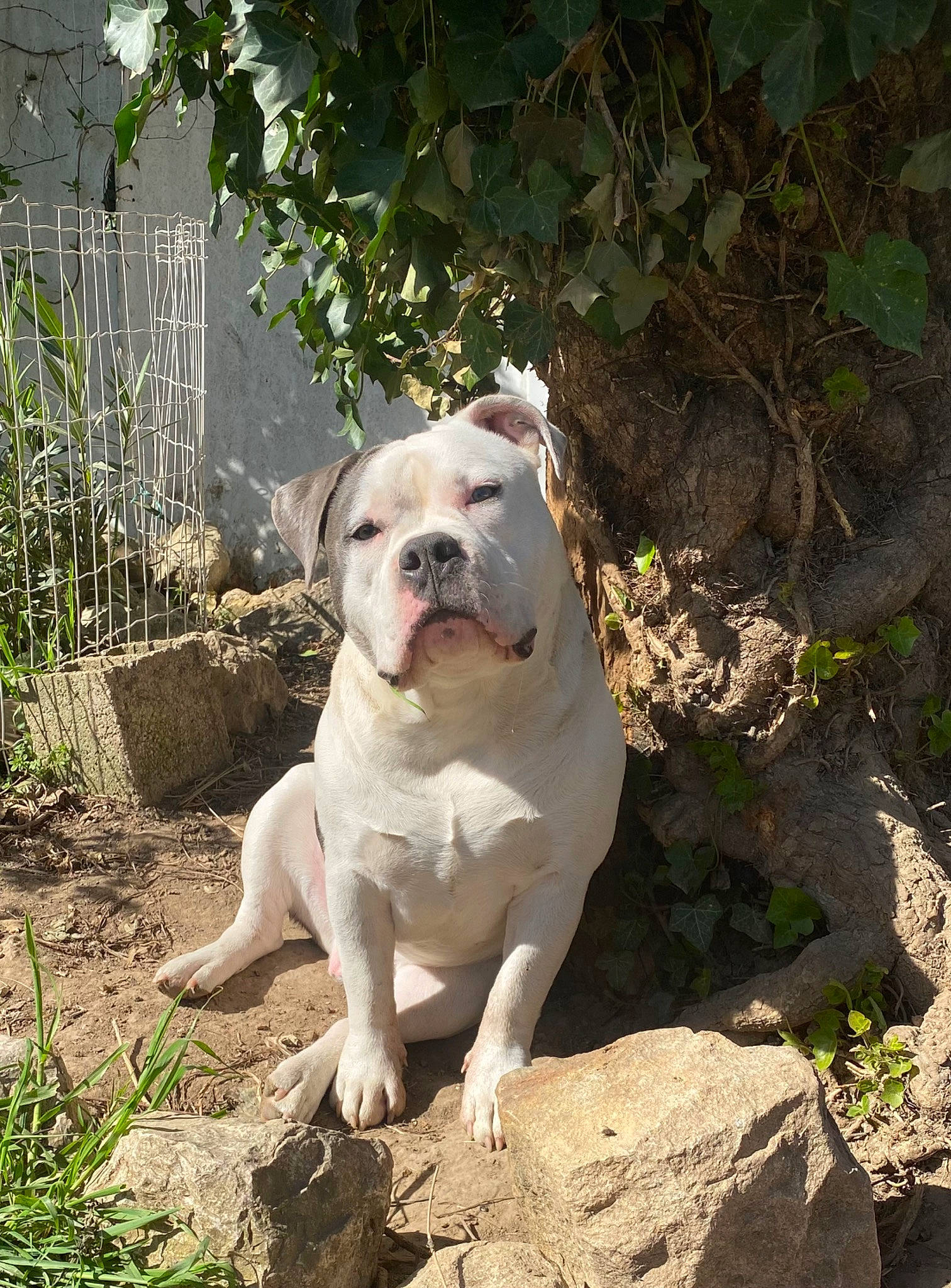 Eugène participe au concours pour gagner de l'argent avec cette photo : bulldog, canidae, carnivore, companion_dog, cordoba_fighting_dog, dog, dog_breed, dogo_guatemalteco, fawn, grass, molosser, non_sporting_group, plant, soil, sporting_group, tail, terrestrial_animal, working_animal, working_dog