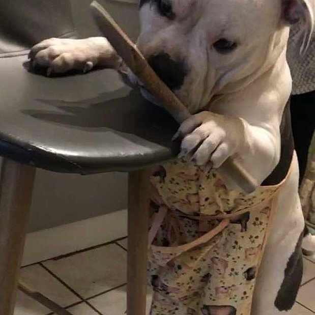 Eugène participe au concours pour gagner de l'argent avec cette photo : bulldog, canidae, carnivore, chair, collar, comfort, companion_dog, dog, dog_breed, dog_collar, fawn, fur, molosser, snout, sporting_group, toy_dog, whiskers, wood, working_animal, wrinkle