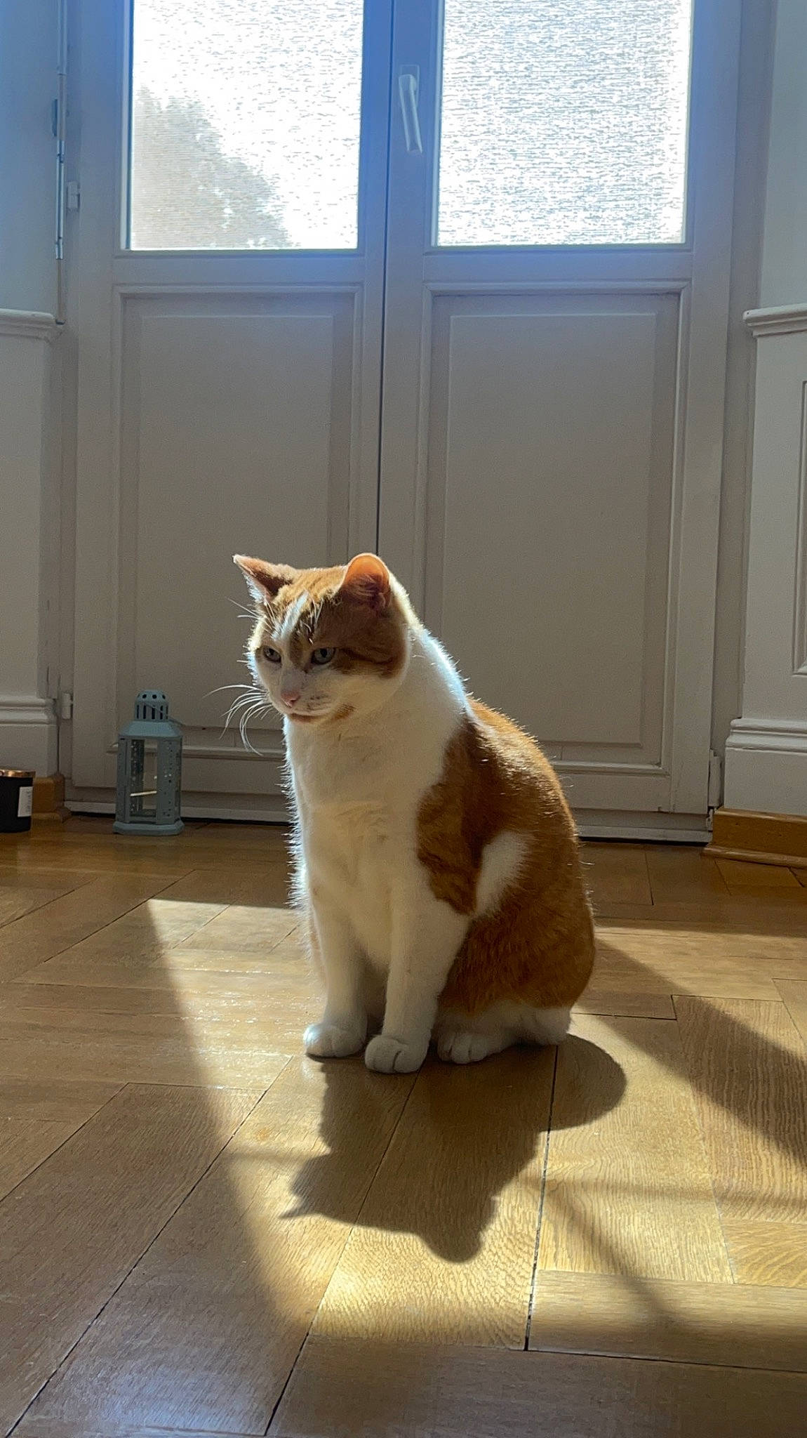 Socrate participe au concours pour gagner de l'argent avec cette photo : carnivore, cat, domestic_short_haired_cat, door, eye, fawn, felidae, fixture, floor, flooring, fur, hardwood, human_body, human_leg, small_to_medium_sized_cats, snout, tail, whiskers, window, wood