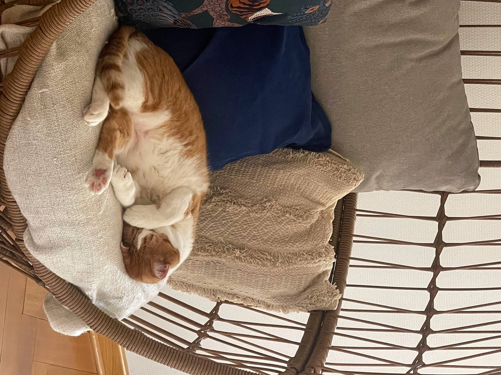 Socrate participe au concours pour gagner de l'argent avec cette photo : canidae, carnivore, cat, cat_supply, comfort, companion_dog, dog_breed, fawn, felidae, fur, human_leg, linens, pet_supply, small_to_medium_sized_cats, sporting_group, tail, textile, whiskers, wood, wool