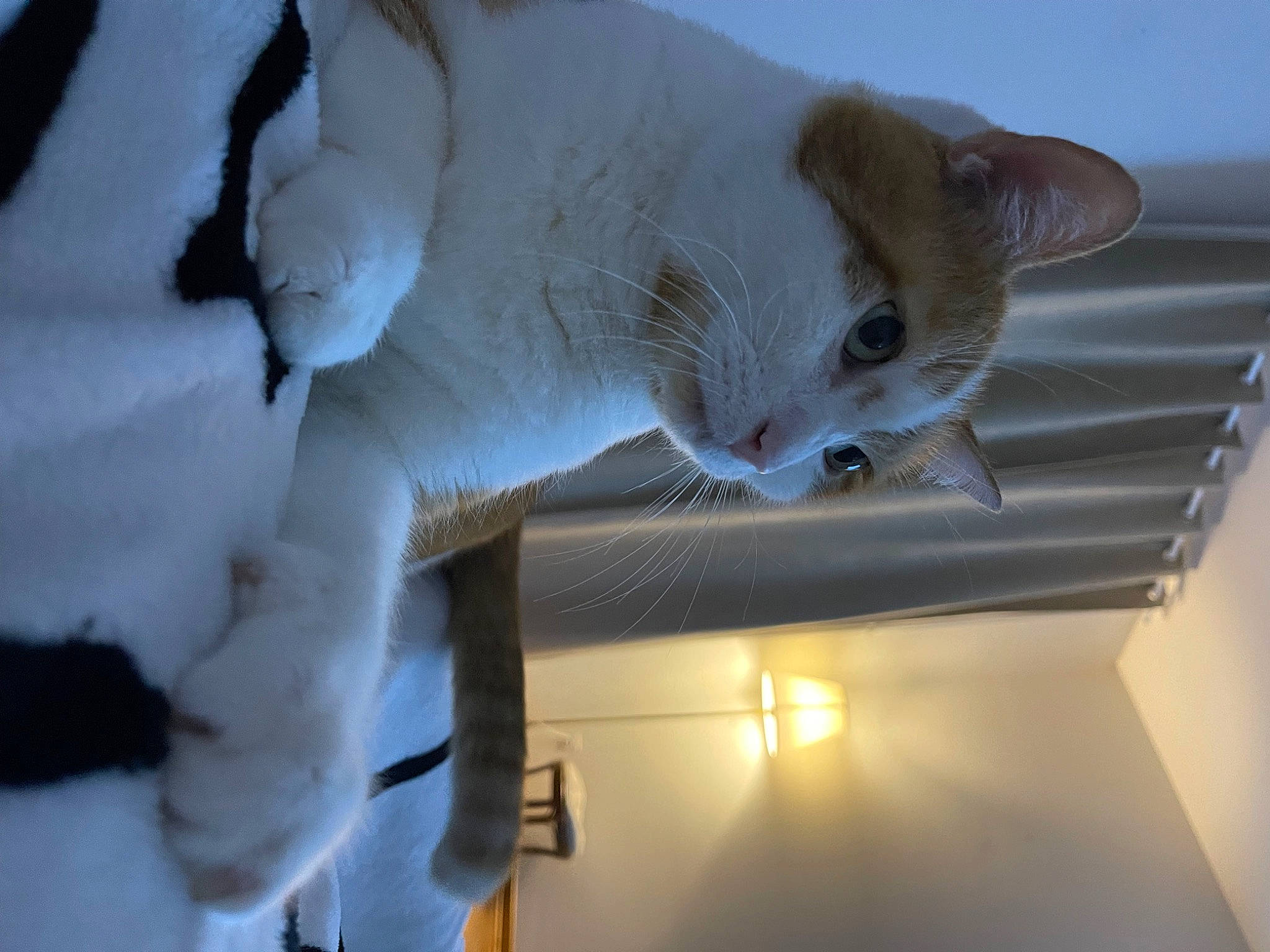 Socrate a rejoint le concours — aidez-le/la à gagner de superbes lots ! carnivore, cat, ceiling, domestic_short_haired_cat, fawn, felidae, fur, paw, small_to_medium_sized_cats, snout, snow, tail, whiskers, wood