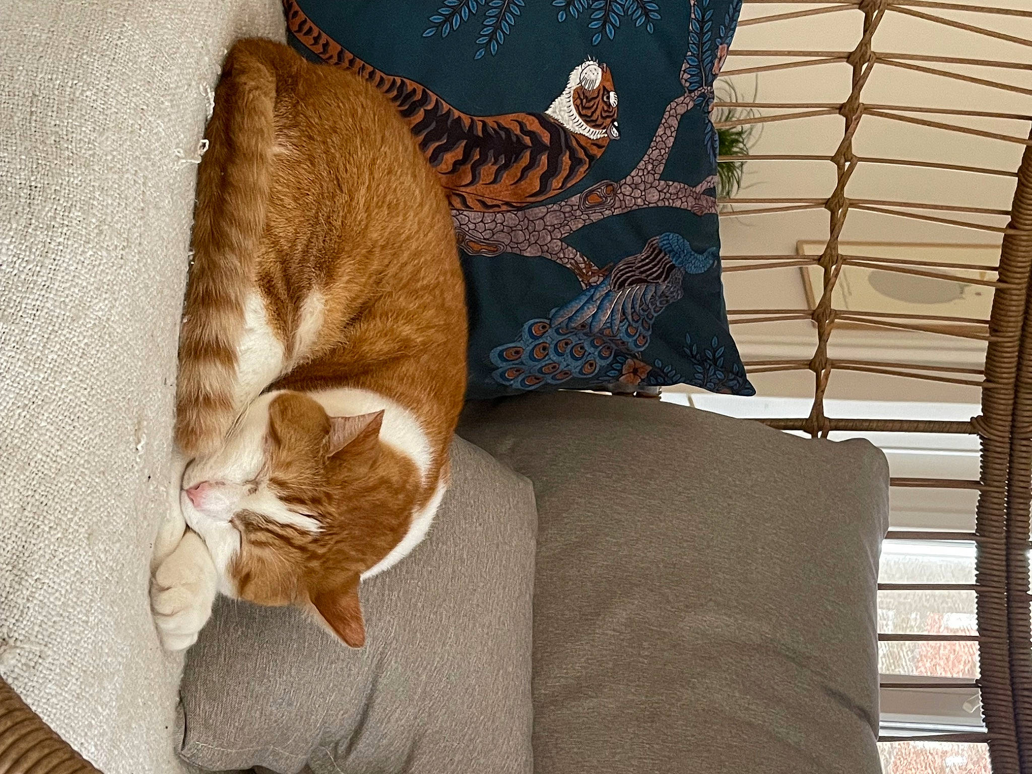 Socrate participe au concours pour gagner de l'argent avec cette photo : carnivore, cat, cat_supply, comfort, domestic_short_haired_cat, fawn, felidae, fur, linens, nap, pattern, room, shade, small_to_medium_sized_cats, tail, terrestrial_animal, whiskers, window, window_treatment, wood