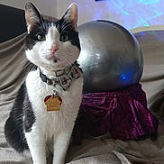 Cammy joined the competition — help win amazing prizes! animal, black_and_white, blanket, bow_tie, cat, collar, cute, domestic, ears, feline, fur, indoor, light, pet, portrait, purple_cloth, reflection, silver_orb, sitting, whiskers