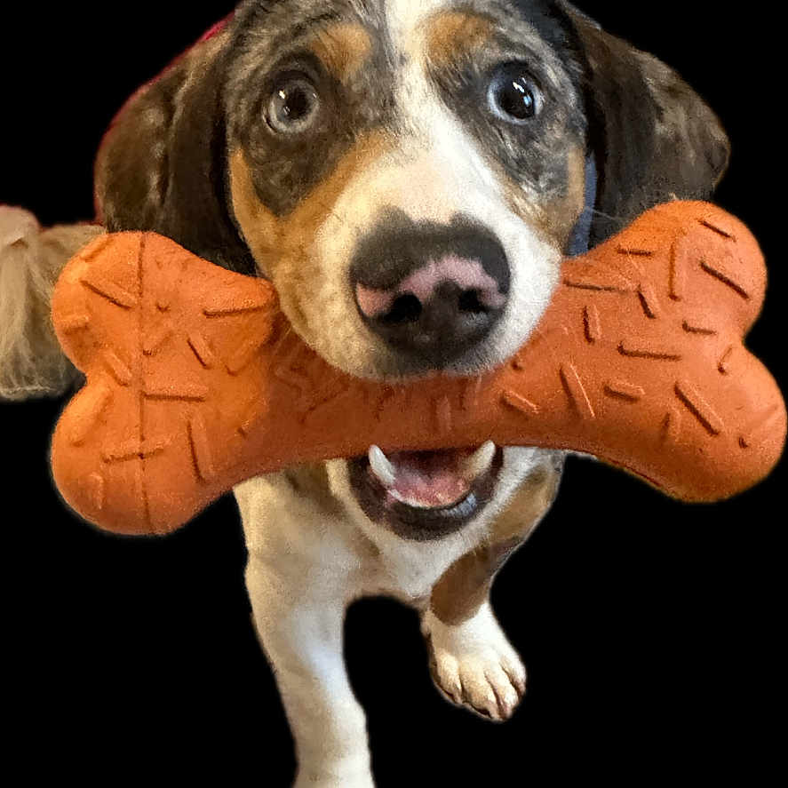 Dutton joined the competition — help win amazing prizes! animal, beagle, bodypart, canine, clothing, dog, figurine, finger, food, glove, hand, hotdog, hound, person, pet, plush, pointer, puppy, snout, toy