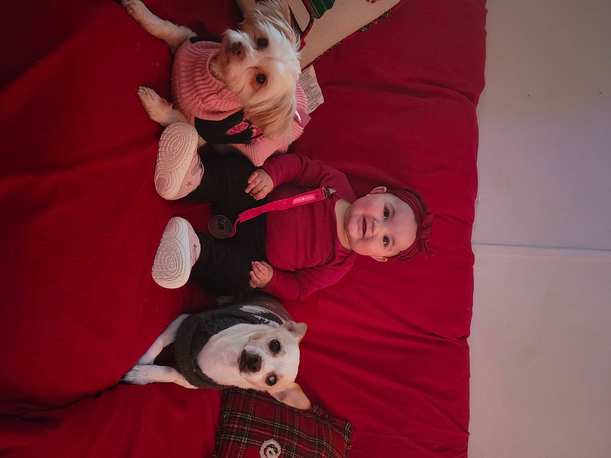 Arielle is registered to the contest to win money with this photo: carmine, child, comfort, companion_dog, event, fawn, fictional_character, fun, happy, head, holiday, lap, mammal, pink, red, smile, stuffed_toy, textile, toddler, tree