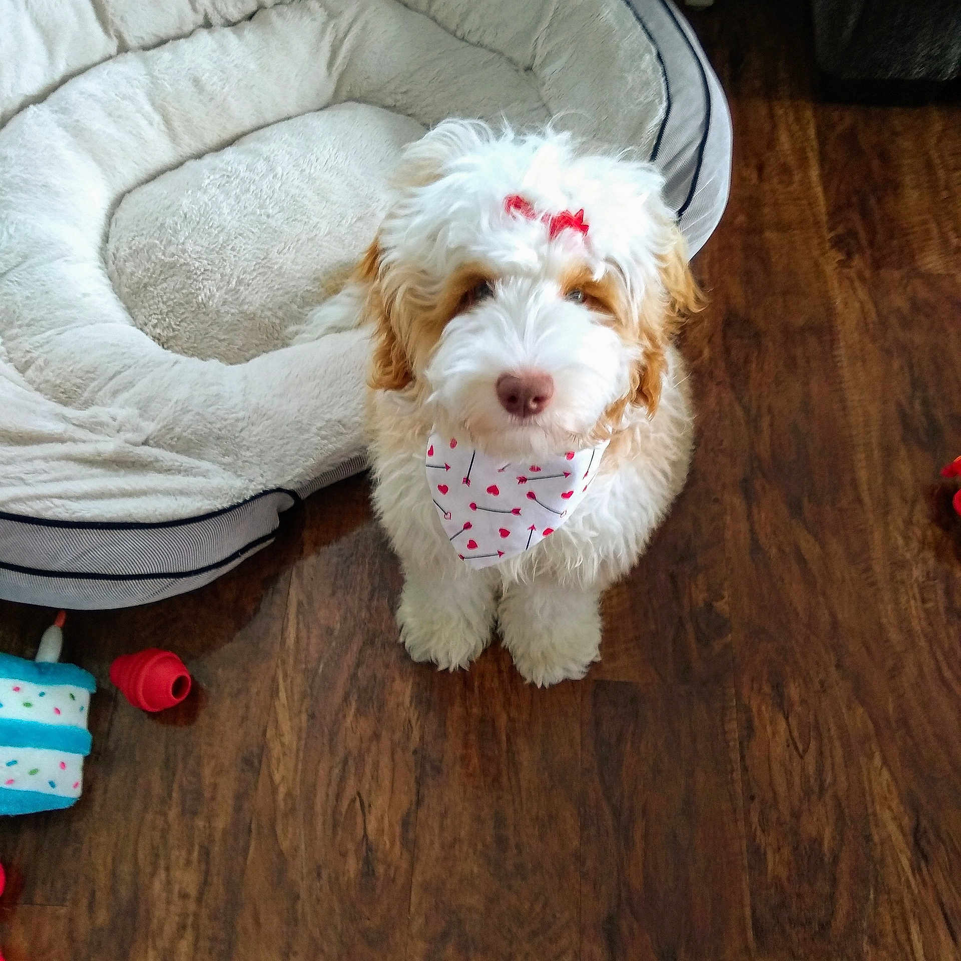 Maisey is registered to the contest to win money with this photo: briquet_griffon_vendeen, canidae, carnivore, cavachon, cavapoo, cockapoo, companion_dog, dog, dog_breed, labradoodle, maltepoo, mammal, miniature_poodle, petit_basset_griffon_vendeen, poodle_crossbreed, puppy, rare_breed_dog, sporting_group, toy_poodle, vertebrate