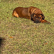 Luna joined the competition — help win amazing prizes! dog, brown_dog, lying_down, grass, outdoor, pet, canine, sunlight, nature, animal, relaxed, resting, mammal, field, daytime, earth_tones, calm, quiet, closeup, single_animal