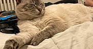 Iris a rejoint le concours — aidez-le/la à gagner de superbes lots ! cat, sleeping, bed, feline, indoor, relaxed, fur, paw, domestic_animal, resting, close_up, mammal, whiskers, comfort, animal, pet, cozy, stretching, home, cute