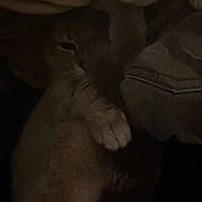 Iris participe au concours pour gagner de l'argent avec cette photo : cat, paw, blanket, fabric, cozy, dim_light, shadow, sleepy, indoor, fur, pet, resting, comfort, warm, hidden, soft, dark, animal, cute, relaxed