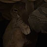 cat, paw, blanket, fabric, cozy, dim_light, shadow, sleepy, indoor, fur, pet, resting, comfort, warm, hidden, soft, dark, animal, cute, relaxed