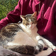 Guizmo participe au concours pour gagner de l'argent avec cette photo : man, cat, outdoor, sunlight, hoodie, tabby_cat, white_cat, sitting, relaxed, greenery, building, daylight, casual, person, pet, animal, portrait, resting, nature, comfort