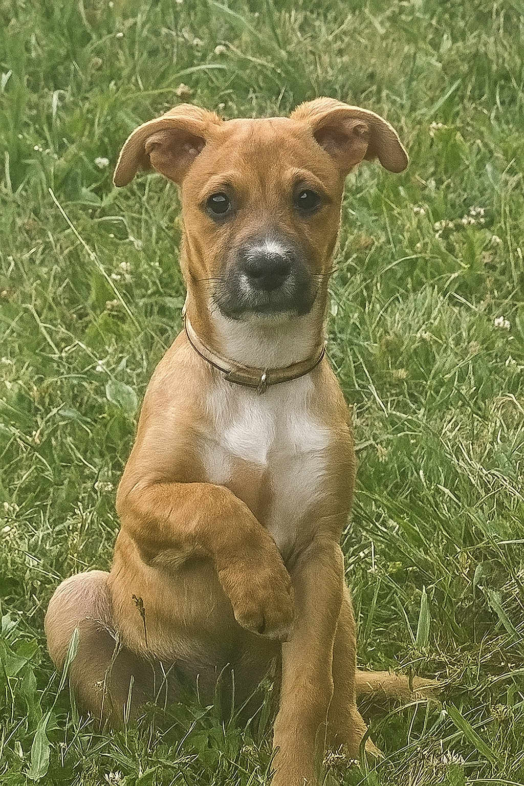 Magda participe au concours pour gagner de l'argent avec cette photo : puppy, dog, grass, outdoor, animal, pet, brown, young, sitting, collar, cute, nature, paw, ears, fur, canine, alert, field, portrait, friendly