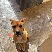 Magda participe au concours pour gagner de l'argent avec cette photo : alert, animal, brown_dog, casual, companion, curious, cute, dog, floor, foot, indoors, looking_up, patterned_floor, pet, relaxed, shadow, sock, sunlight, wicker_chair, yellow_sock