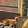 Magda participe au concours pour gagner de l'argent avec cette photo : dog, outdoor, sunlight, couch, pet, relaxed, wicker_furniture, patio, plant, railing, brown_dog, resting, animal, summer, daylight, backyard, nature, calm, leisure, home