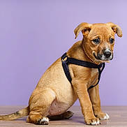 Magda a rejoint le concours — aidez-le/la à gagner de superbes lots ! puppy, dog, brown_dog, pet, animal, young_dog, sitting, indoor, floor, wooden_floor, collar, harness, cute, looking_away, side_view, fur, ears, whiskers, portrait, studio