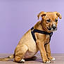 puppy, dog, brown_dog, pet, animal, young_dog, sitting, indoor, floor, wooden_floor, collar, harness, cute, looking_away, side_view, fur, ears, whiskers, portrait, studio