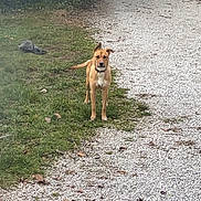 Magda participe au concours pour gagner de l'argent avec cette photo : dog, grass, gravel, gate, outdoor, pet, animal, brown_dog, nature, pathway, fence, leaf, tree, daylight, standing, alert, canine, garden, yard, playful