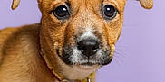 Magda participe au concours pour gagner de l'argent avec cette photo : puppy, dog, close_up, portrait, collar, brown_fur, cute, pet, animal, young_dog, ears, face, looking_at_camera, studio_lighting, purple_background, fur_texture, adorable, domestic_animal, friendly, companion