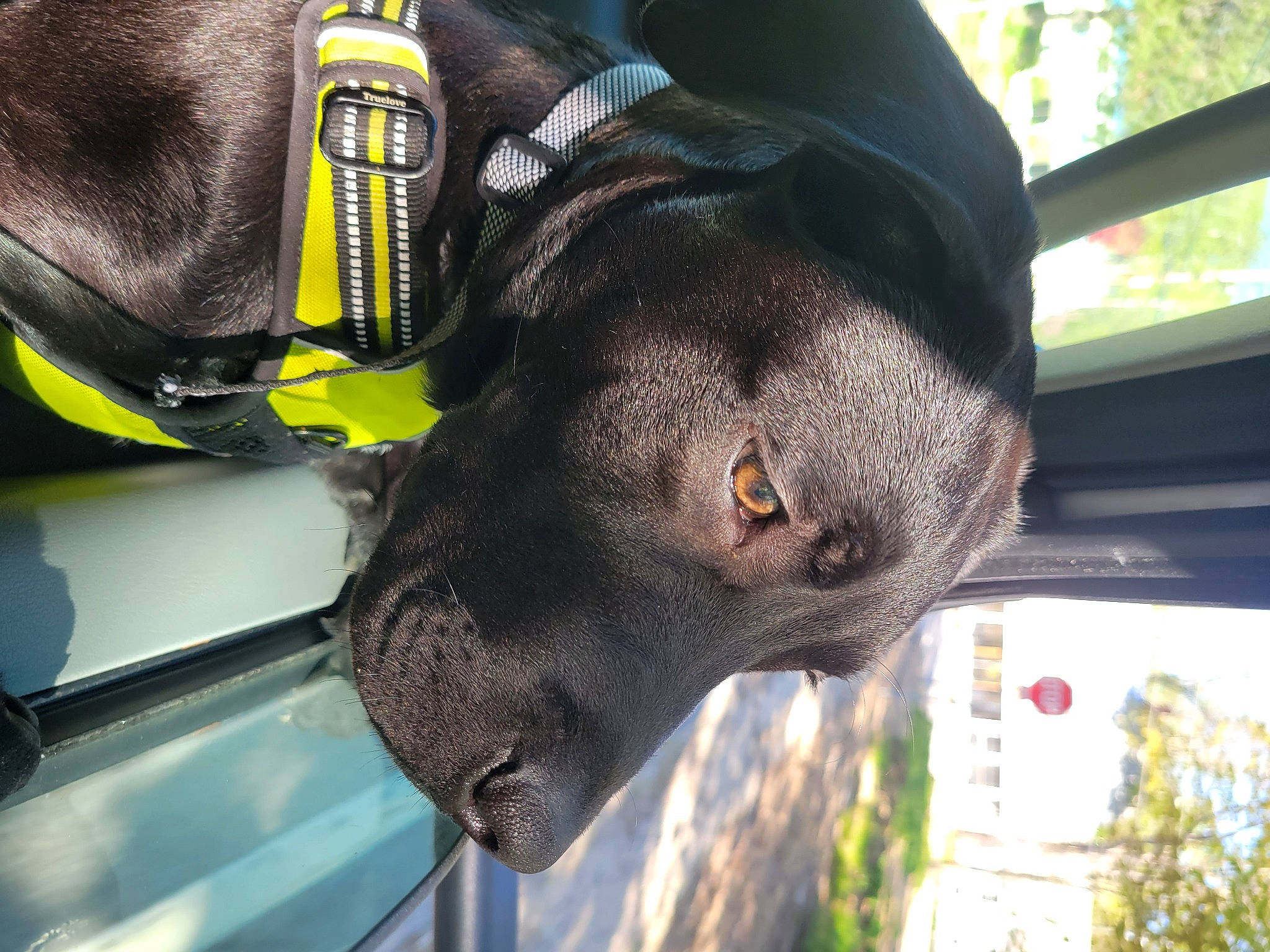 Ragnar is registered to the contest to win money with this photo: borador, canidae, carnivore, collar, dog, dog_breed, dog_collar, fashion_accessory, guard_dog, hat, non_sporting_group, personal_protective_equipment, plant, snout, sporting_group, terrestrial_animal, tree, working_animal, working_dog