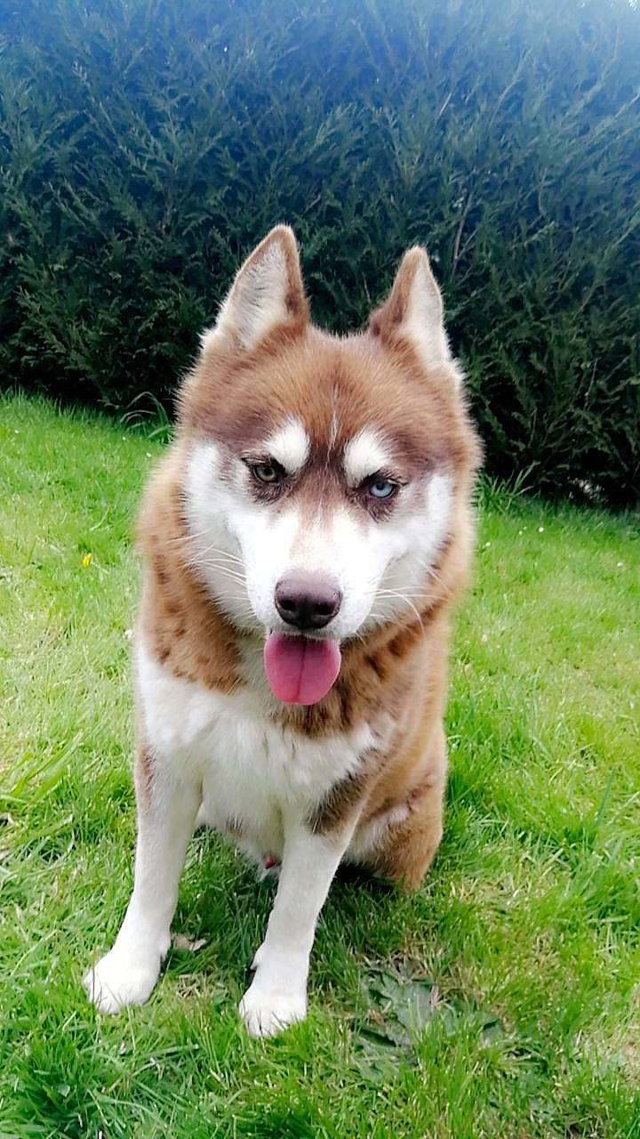 Lasko a rejoint le concours — aidez-le/la à gagner de superbes lots ! ancient_dog_breeds, canis, carnivore, companion_dog, dog, dog_breed, fawn, fur, grass, herding_dog, plant, sled_dog, snout, spitz, sporting_group, tail, terrestrial_animal, whiskers, working_animal, working_dog