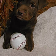 Bean is registered to the contest to win money with this photo: puppy, dog, brown, baseball, blanket, couch, indoor, pet, animal, cute, young, fur, face, ears, paw, toy, relaxed, cozy, looking_up, playful
