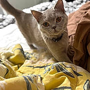 Stella is registered to the contest to win money with this photo: bed, bedding, blanket, cat, close_up, collar, cozy, domestic_animal, ears, eyes, feline, fur, indoor, pattern, pet, portrait, soft_texture, tail, whiskers, yellow_blanket