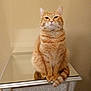 Mary Jane joined the competition — help win amazing prizes! cat, orange_tabby, pet, feline, fur, whiskers, tail, sitting, mirrored_furniture, dresser, reflection, indoor, wall, beige, cute, animal, domestic_cat, portrait, looking_at_camera, calm