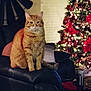 cat, orange_tabby, chair, leather, christmas_tree, holiday_decor, lights, ornaments, red_bows, living_room, pillow, clock, furniture, indoor, pet, cozy, festive, animal, seated, decorations