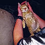 Mary Jane joined the competition — help win amazing prizes! kitten, cat, sleeping, hands, person, orange_tabby, pet, cozy, cute, feline, relaxed, indoor, animal, soft_lighting, domestic_cat, resting, close_up, gentle, warm, comfort