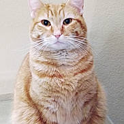 Mary Jane is registered to the contest to win money with this photo: cat, orange_tabby, feline, pet, fur, whiskers, sitting, indoor, animal, cute, portrait, domestic_cat, closeup, ears, eyes, nose, calm, furry, tabby_pattern, mammal