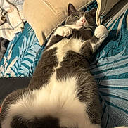 Déesse a rejoint le concours — aidez-le/la à gagner de superbes lots ! animal, blanket, cat, couch, cozy, cute, domestic_cat, fur, gray_cat, indoor, lying_down, mammal, pet, pillow, relaxed, soft, tabby, upside_down, whiskers, white_cat