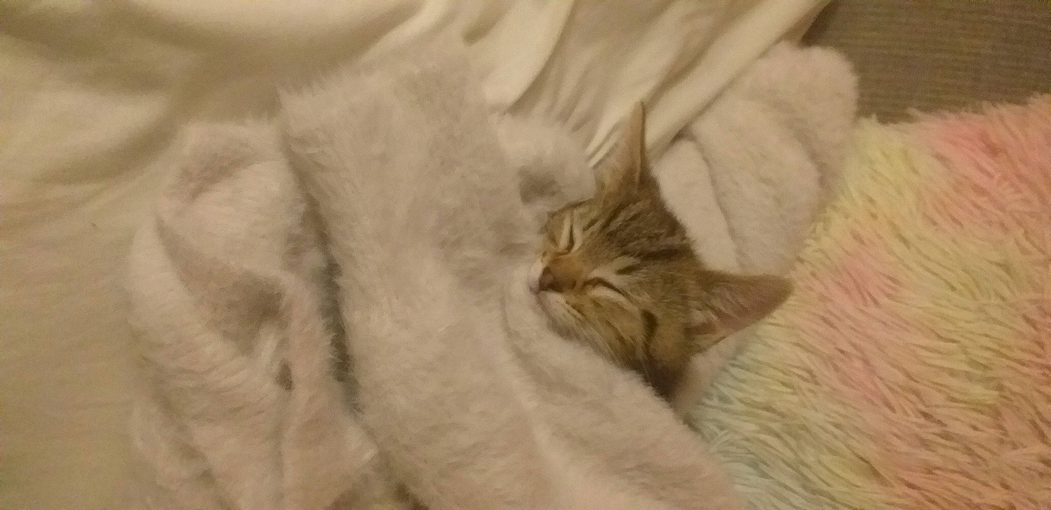 Casimiro is registered to the contest to win money with this photo: carnivore, cat, claw, comfort, domestic_short_haired_cat, fawn, felidae, fur, grey, nap, paw, sleep, small_to_medium_sized_cats, tail, whiskers