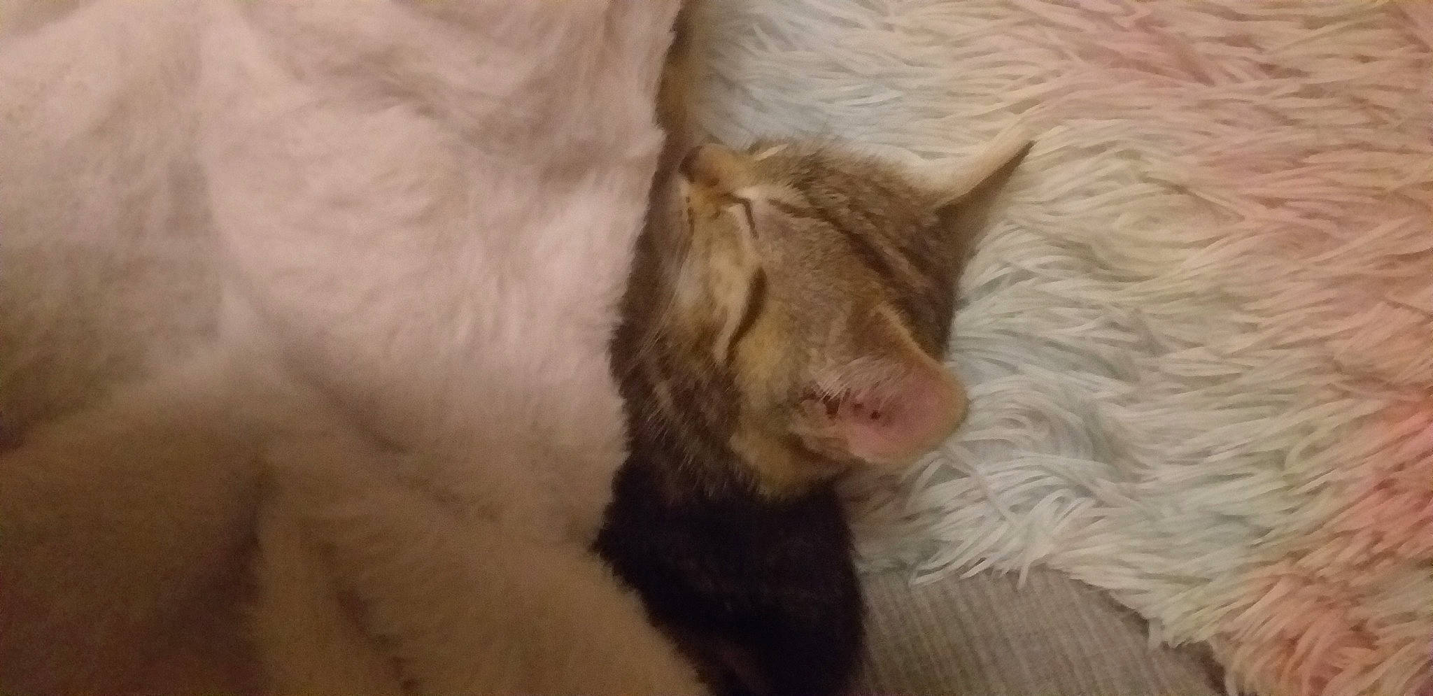 Casimiro joined the competition — help win amazing prizes! carnivore, cat, claw, comfort, domestic_short_haired_cat, fawn, felidae, fur, linens, nap, paw, sleep, small_to_medium_sized_cats, snout, tail, terrestrial_animal, whiskers, wood