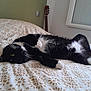 cat, black_and_white_cat, bed, bedspread, patterned_bedspread, indoor, guitar, furniture, relaxed, lying_down, pet, animal, cozy, whiskers, paw, window, wall, green_wall, white_wall, resting