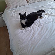 Michel participe au concours pour gagner de l'argent avec cette photo : bed, black_and_white_cat, blanket, cat, comfortable, cozy, feline, floor, fur, home, indoor, looking_at_camera, pet, pillows, quiet, relaxed, resting, whiskers, white_bedding, yellow_eyes