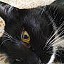 cat, black_cat, white_whiskers, close_up, eye, whiskers, pet, animal, lying_down, curious, feline, face, fur, indoor, domestic_cat, resting, closeup, yellow_eye, patterned_background, cute