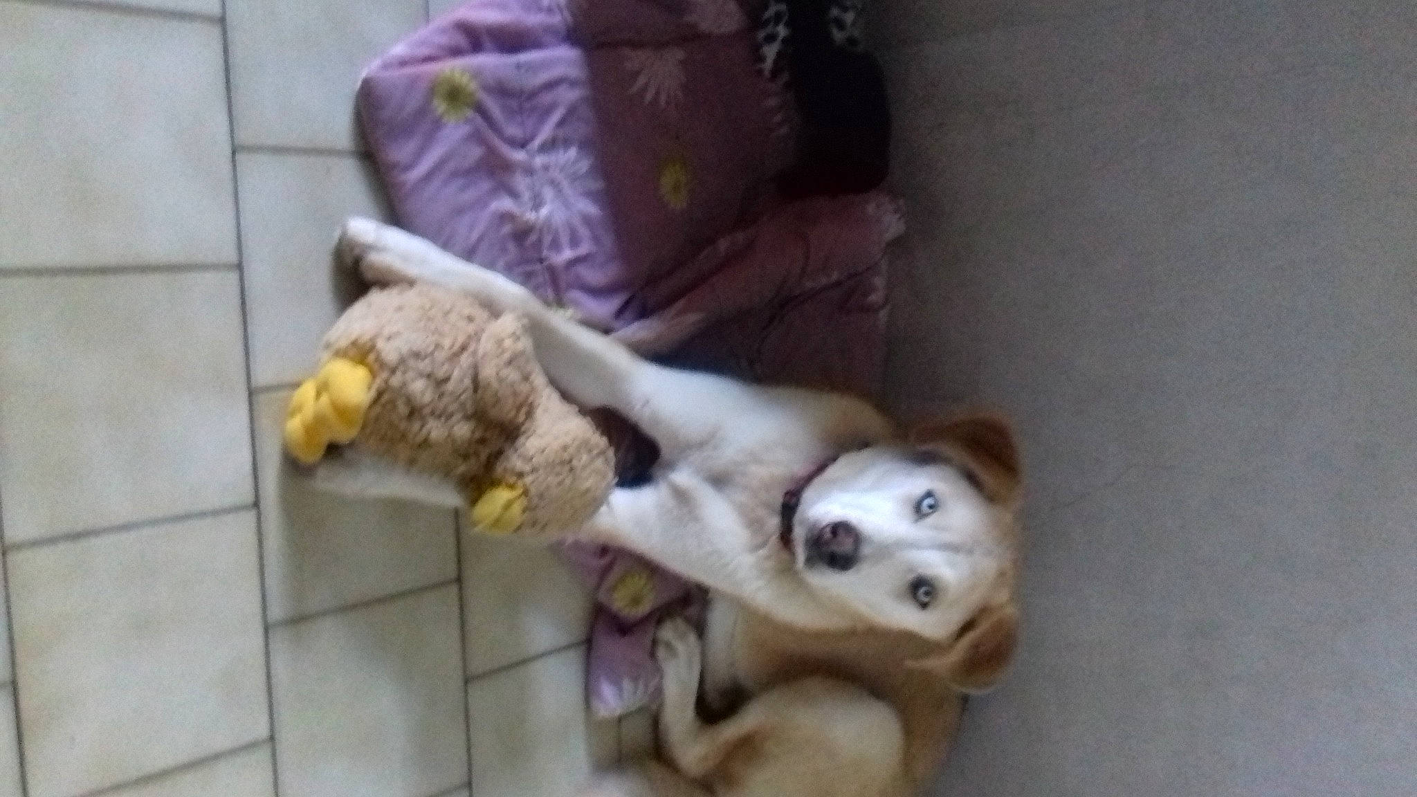 Elsa participe au concours pour gagner de l'argent avec cette photo : canidae, carnivore, companion_dog, dog, dog_breed, dog_supply, fawn, felidae, fur, non_sporting_group, paw, pet_supply, puppy, snout, sporting_group, tail, terrestrial_animal, working_animal