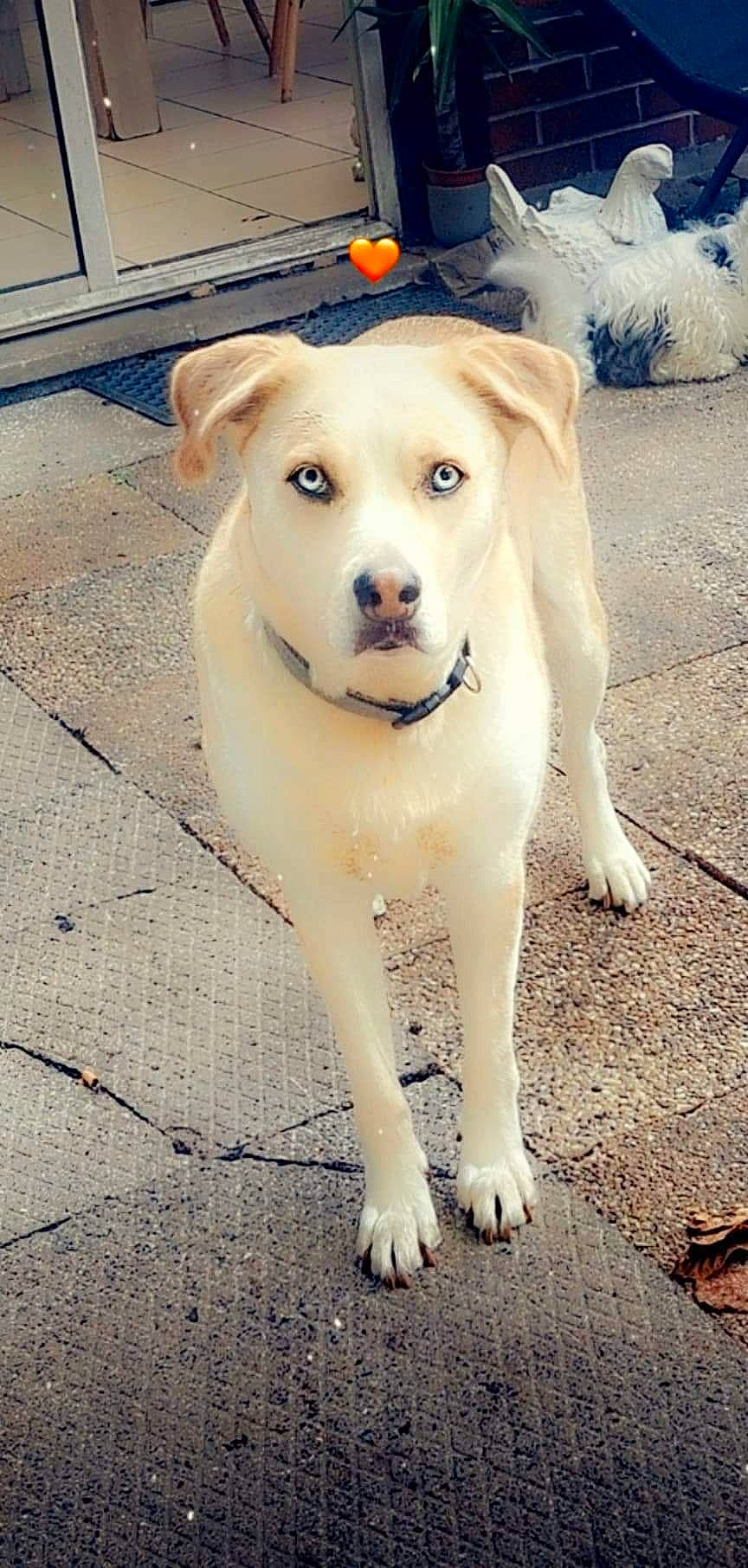 Elsa a rejoint le concours — aidez-le/la à gagner de superbes lots ! canidae, carnivore, collar, companion_dog, dog, dog_breed, dog_collar, dog_supply, flooring, fur, paw, pet_supply, road_surface, tail, working_animal, working_dog