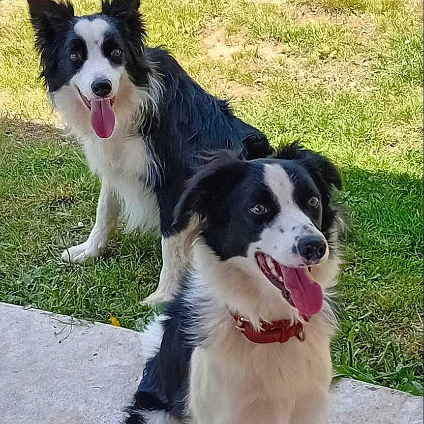 Nirko Et Tessy a rejoint le concours — aidez-le/la à gagner de superbes lots ! animal, backyard, bodypart, canine, cockerspaniel, collie, dog, eskimodog, grass, husky, lawn, mouth, nature, outdoors, park, person, pet, plant, puppy, yard