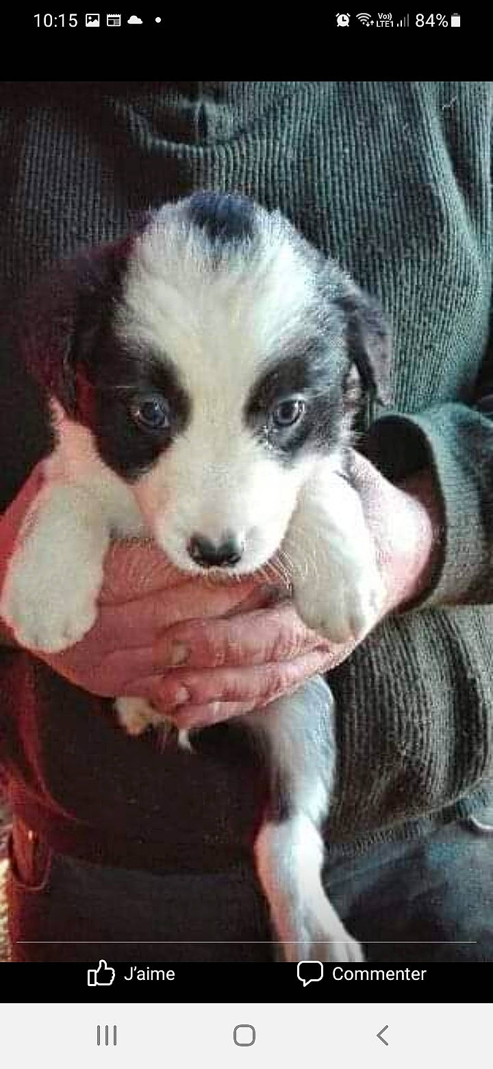 Nirko participe au concours pour gagner de l'argent avec cette photo : bored, canidae, carnivore, comfort, companion_dog, dog, dog_breed, fawn, fur, non_sporting_group, paw, puppy_love, pyrenean_mastiff, sporting_group, terrestrial_animal, texas_heeler, toy_dog, whiskers, working_animal, working_dog