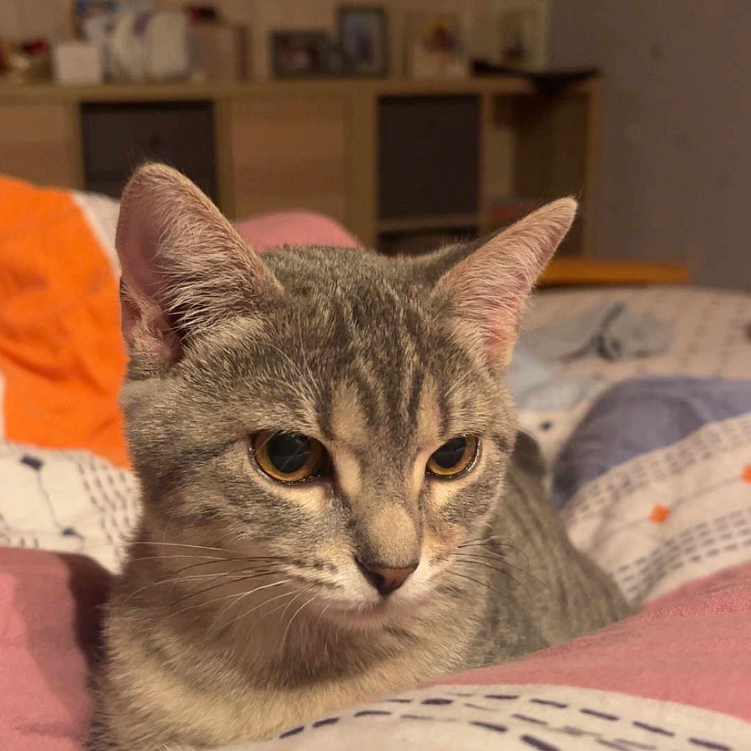 Vega a rejoint le concours — aidez-le/la à gagner de superbes lots ! abyssinian, animal, bed, bedroom, blanket, cat, computer, electronics, furniture, homedecor, indoors, kitten, laptop, linen, manx, pc, pet, quilt, room, siamese