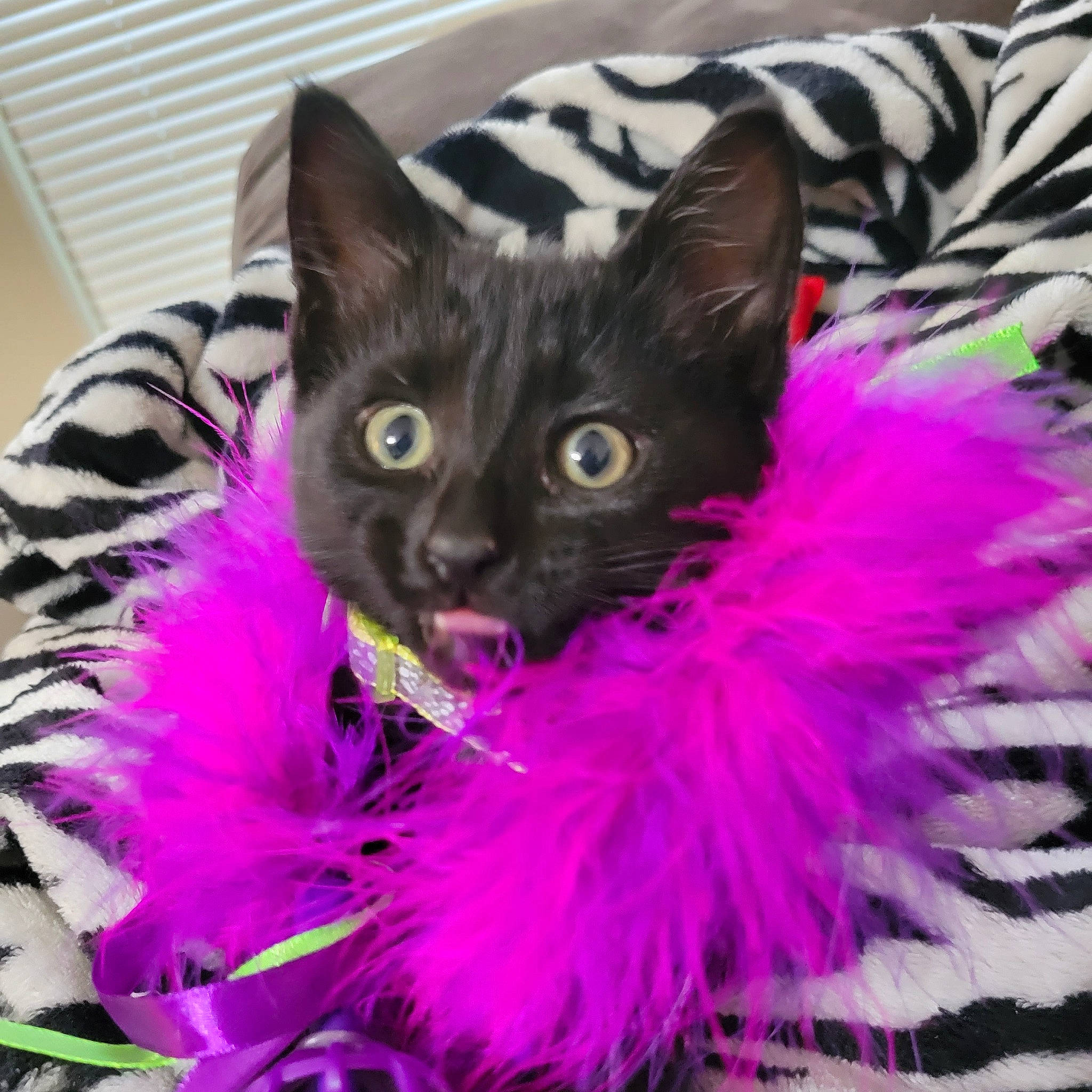 Onyx joined the competition — help win amazing prizes! art, carnivore, cat, cat_supply, domestic_short_haired_cat, electric_blue, event, felidae, fur, magenta, paw, pink, plant, purple, small_to_medium_sized_cats, snout, tail, violet, whiskers, window