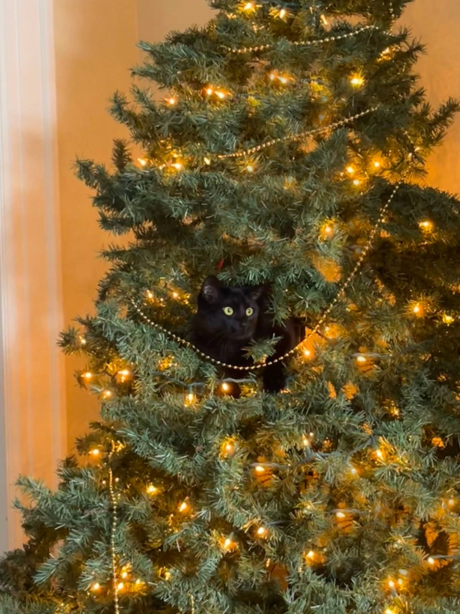 Bebe is registered to the contest to win money with this photo: branch, christmas, christmas_decoration, christmas_eve, christmas_ornament, christmas_tree, event, evergreen, grass, holiday, holiday_ornament, larch, leaf, ornament, plant, tints_and_shades, tree, twig, wood, woody_plant