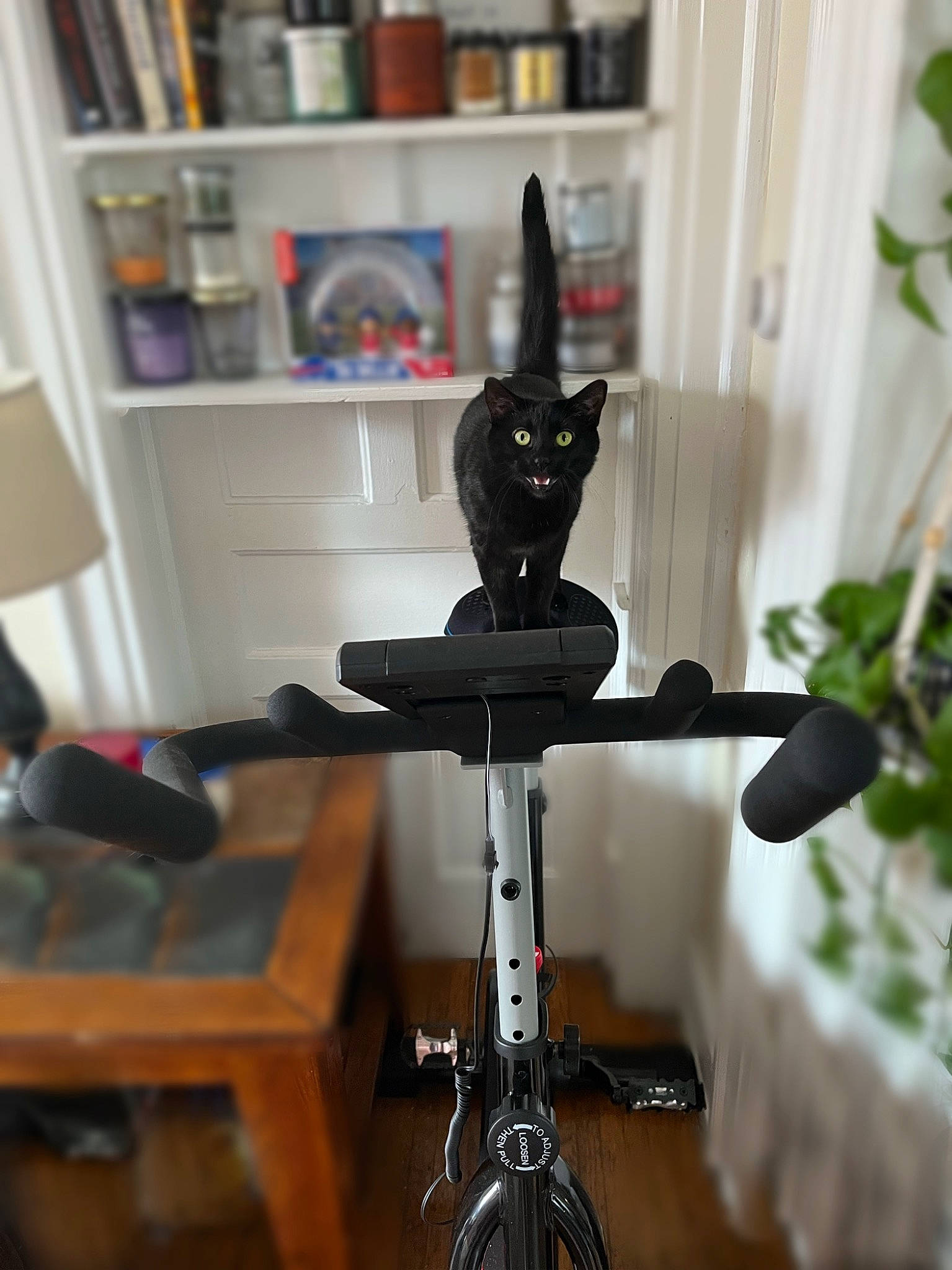 Bebe joined the competition — help win amazing prizes! audio_equipment, bicycle_handlebar, bicycle_part, bookcase, cat, chair, felidae, guitar, metal, microphone_stand, musical_instrument, plant, room, shelf, shelving, small_to_medium_sized_cats, table, toy, whiskers, wood
