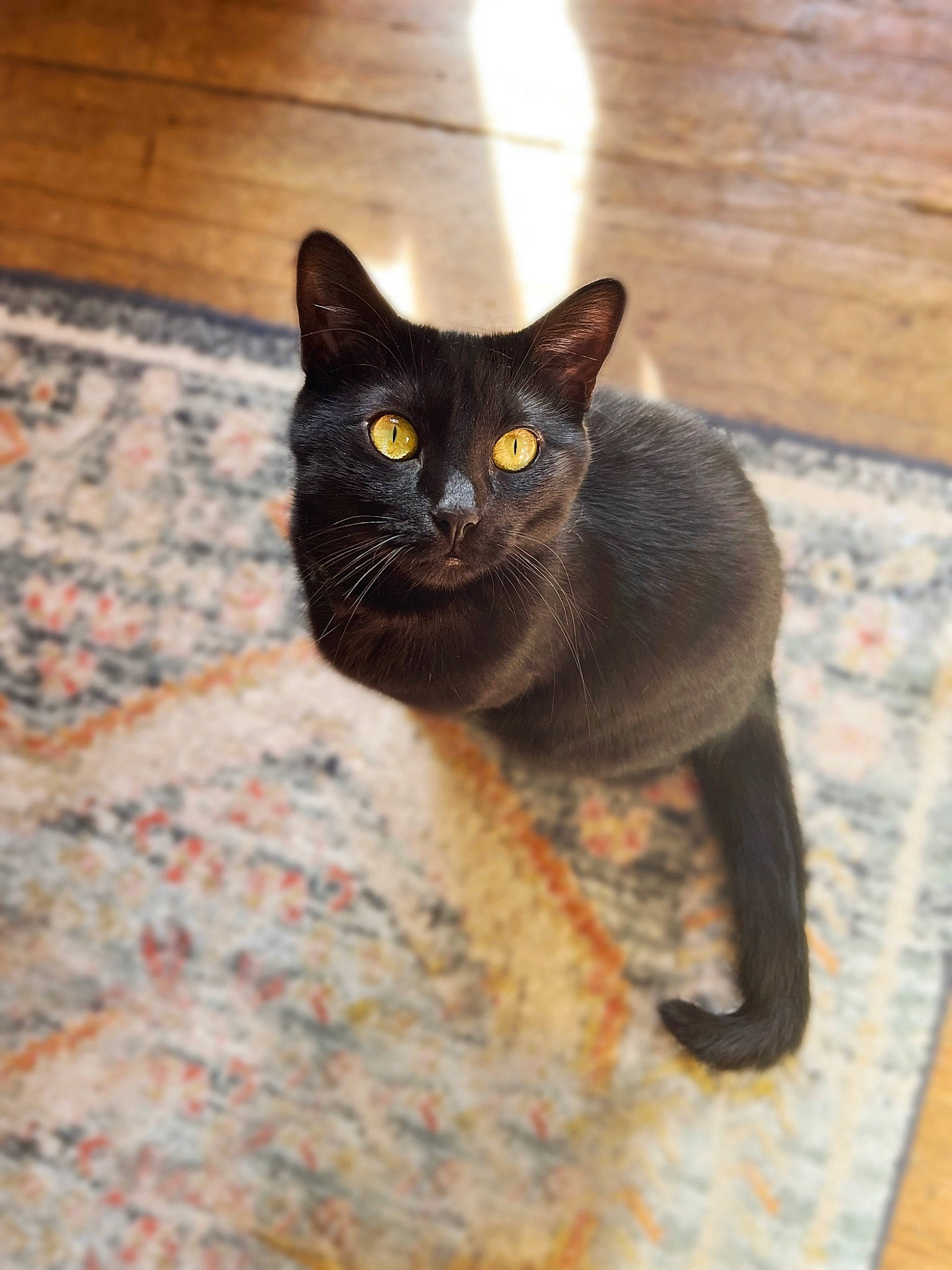 Bebe is registered to the contest to win money with this photo: black_cat, bombay, carnivore, cat, cat_furniture, domestic_short_haired_cat, felidae, flooring, fur, grey, hardwood, paw, pet_supply, small_to_medium_sized_cats, snout, tail, terrestrial_animal, whiskers, wood