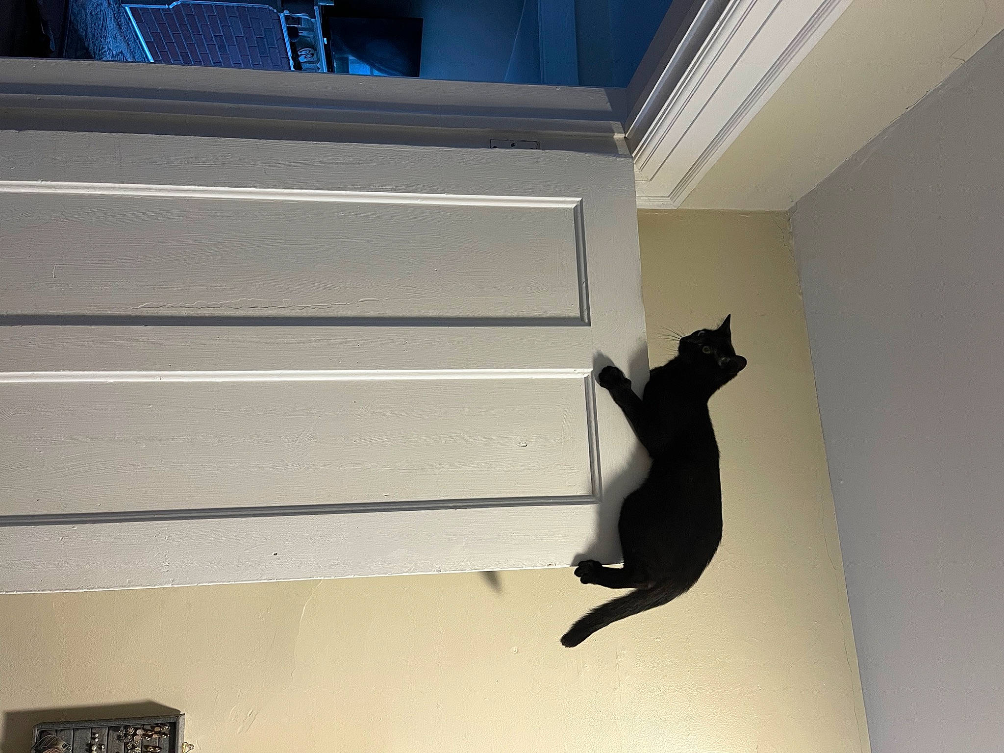 Bebe joined the competition — help win amazing prizes! blue, carnivore, cat, ceiling, daylighting, felidae, fixture, flooring, hardwood, molding, plywood, room, shade, small_to_medium_sized_cats, tail, tints_and_shades, window, window_covering, window_treatment, wood