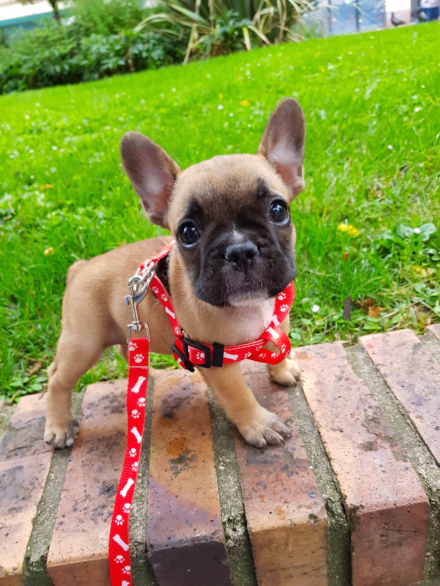Tasha participe au concours pour gagner de l'argent avec cette photo : bulldog, canidae, carnivore, collar, companion_dog, dog, dog_breed, dog_collar, fawn, french_bulldog, grass, leash, mammal, non_sporting_group, puppy, rare_breed_dog, snout, sporting_group, toy_bulldog, vertebrate